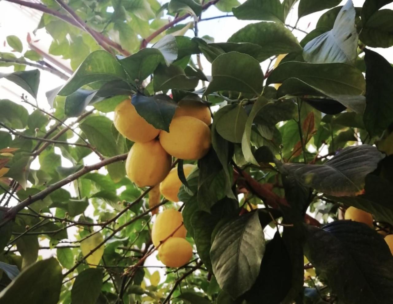 El Limonar De La Ribera Parking Disponible De Pago Apartment กอร์โดบา ภายนอก รูปภาพ